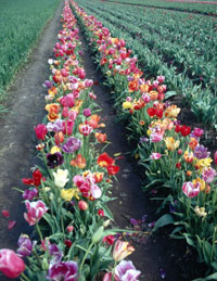 Tulip field