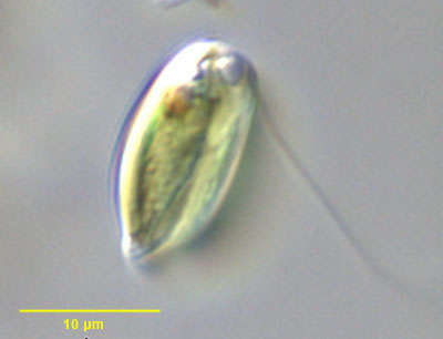 Cryptoglena pigra Ehrenberg