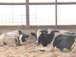 cows enjoying the comfort of a compost bedded pack barn