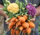 A man holding bunches of vegetables in his hands. [Source: IStock International Inc.]