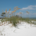 A white sandy dunes crowned with golden sea oats provide scenic beauty on Horn Island.