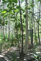 [photo:] Birch tree at Aspen FACE site