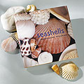 <i>Seashells</i>