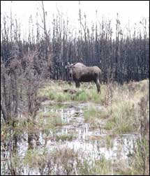 Photo of moose standing in wetlands