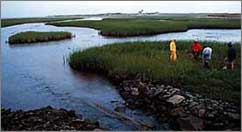  Photo of coastal wetlands