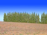 Afghanistan pine windbreak protecting farmstead from blowing soil off cotton field -- photo courtesy NRCS Knox City, Texas, Plant Materials Center