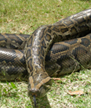 The Burmese Python, an invasive species rapidly spreading in the Florida Everglades, is believed to have been introduced by an irresponsible petowner. Click on image to view hi-res version.