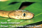 Brown Tree Snake