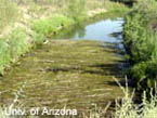 Giant Salvinia