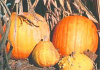 Pumpkins