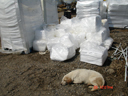Stacks of sorbent pads used for oil cleanup and sleeping dog.