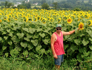 sunflower field