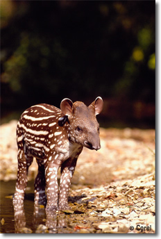 Tapir.  Photo Credit:  Corel.