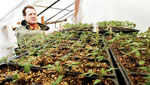 Organic farmer John Borski, who sells "shares" of his harvest, tends seedlings at his Kaysville farm (photo by Brian Nicholson courtesy of Deseret Morning News) Desert Morning News -- click to enlarge