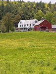 spring meadow with farm in the background -- click to enlarge