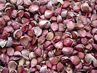 Garlic cloves ready to plant.