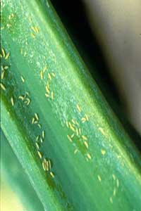 Thrips nymphs.