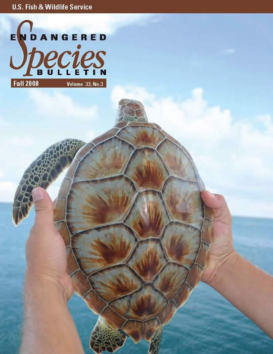 Endangered Species Newsletter cover image with sea turtle