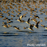 pintails, grizzly, spring peeper, willow flycatcher, polar bear