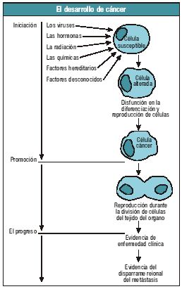 El desarrollo de cáncer