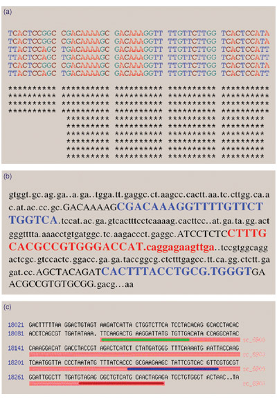 A part of the genome of six strains of a pathogen are aligned and arranged in five columns for comparison.