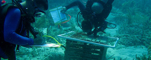 Divers looking at a lobster trap