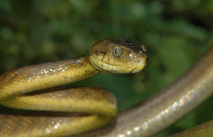 image of brown treesnake