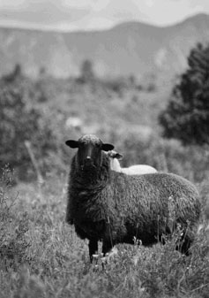 sheep in mountain setting