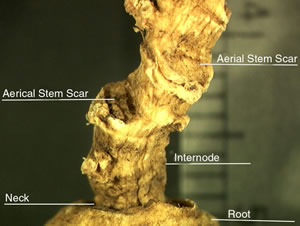 Ginsent root.