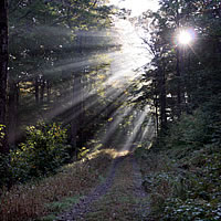 Sunshine through trees in Catskills.