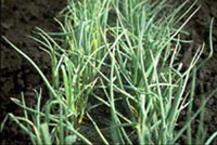 Yellow storage onions harvested as bunching onions.