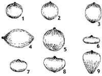 Figure 1. Bulb shapes.