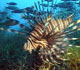 Lionfish