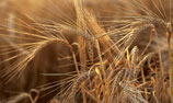 Photo: Close-up of wheat field.