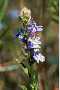 View a larger version of this image and Profile page for Lobelia siphilitica L.