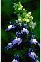 View a larger version of this image and Profile page for Lobelia siphilitica L.