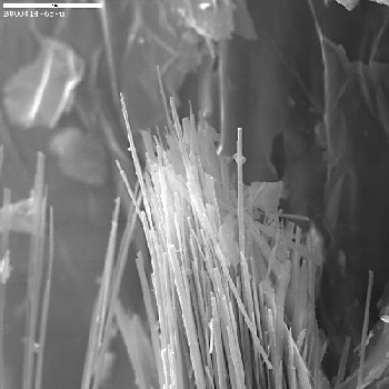 Scanning electron micrograph of asbestiform amphibole
