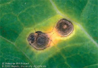 Alternaria leaf spot