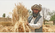 3,700 farmers in Pakistan boost profits through drought-tolerant wheat variety  - Click to read this story