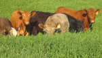 cows graze on the farm of Dan Specht, a beef and pork producer in McGregor, Iowa, who was one of 16 participants in the CLA study