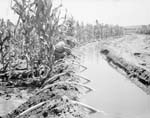 a Nebraska farmer, Mr. Richards, setting a spile (or siphon) as he irrigates his corn from an elevated ditch