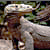 Komodo dragons 