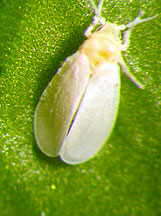 Whitefly