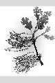 View a larger version of this image and Profile page for Quercus macrocarpa Michx.