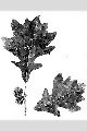 View a larger version of this image and Profile page for Quercus macrocarpa Michx.