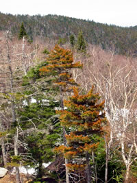 image: Red Spruce winter injury on Mt. Ellen