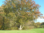 Champion White Oak