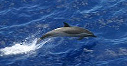 spinner dolphins