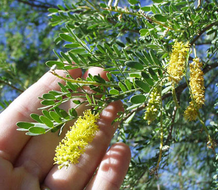 Screwbean mesquite flowers