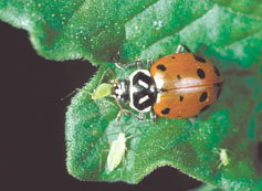 close-up of ladybug